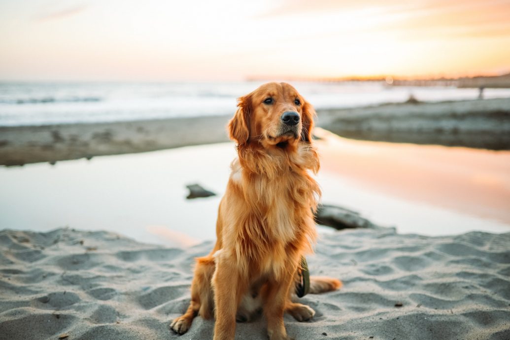 Travel with Pet Dog Friendly Destinations in Europe