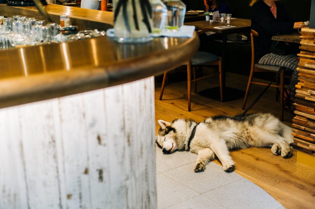 Pet Owners: Renting a Property in UK