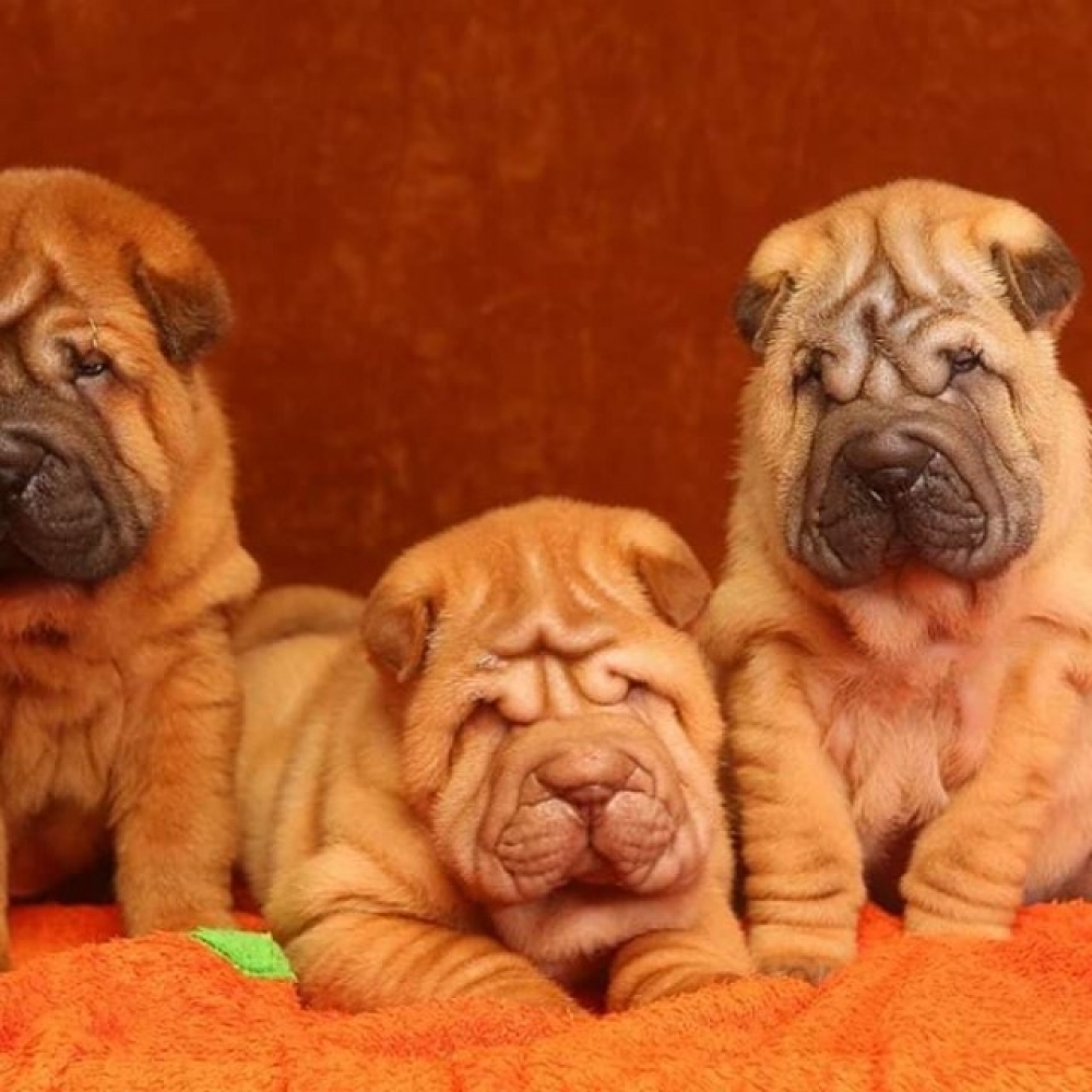 EXCLUSIVE: Edis Ichim - All About The Shar-Pei Breed - Iconic Magazine ...