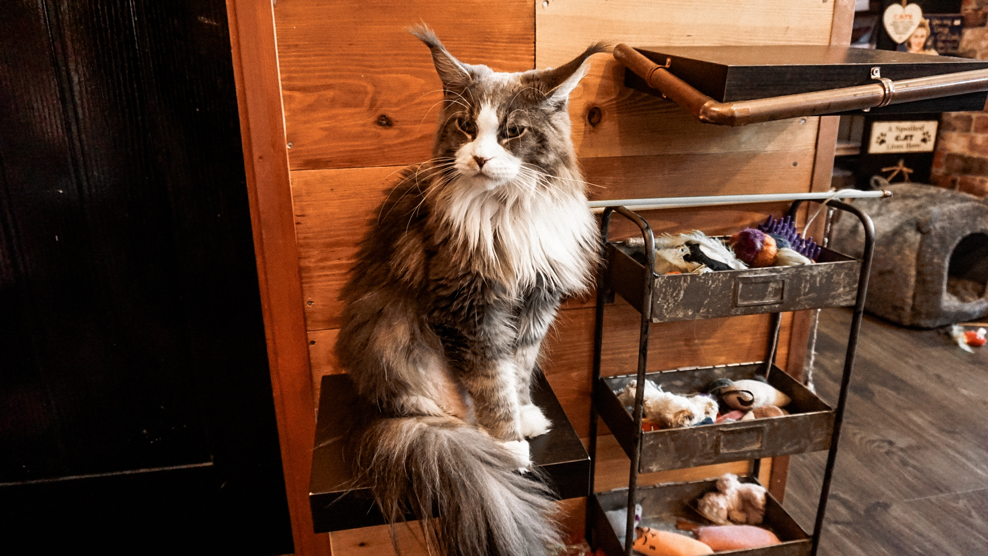 Steampuss Cat Lounge The Cat Café Popularity Iconic Magazine Online