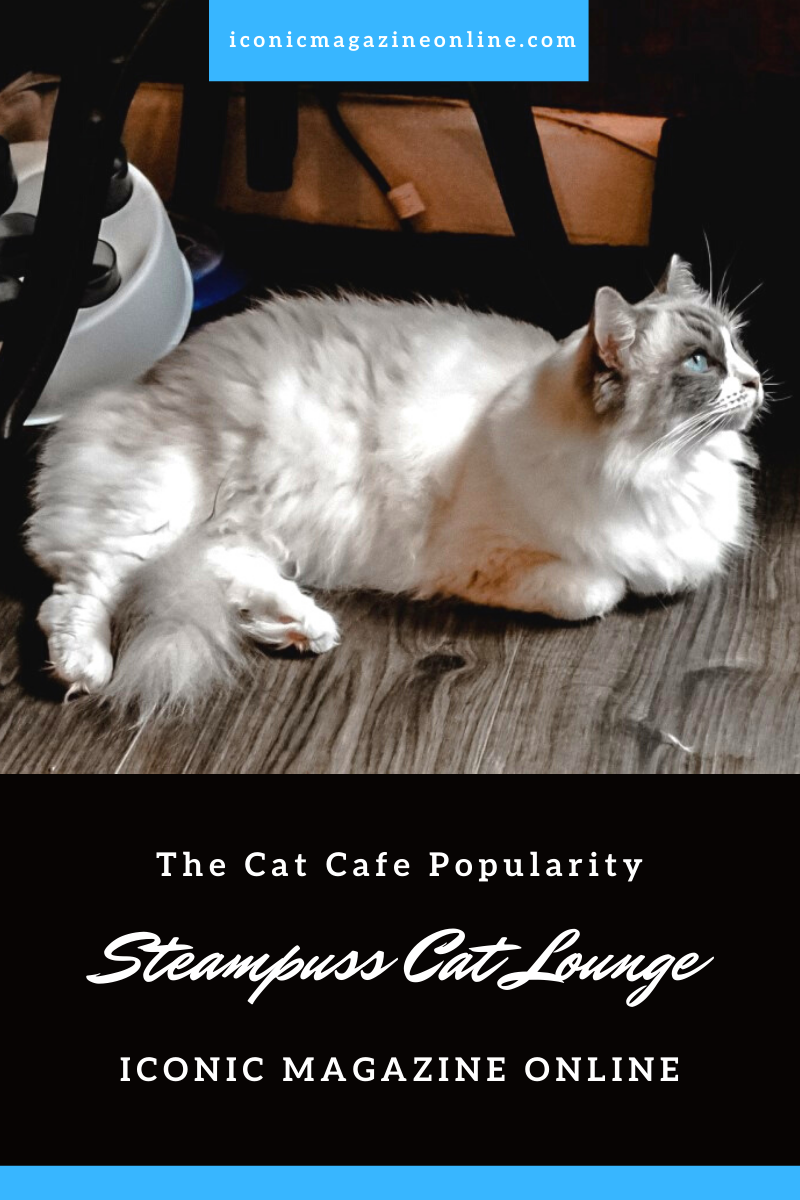 Steampuss cat lounge Cat Cafe