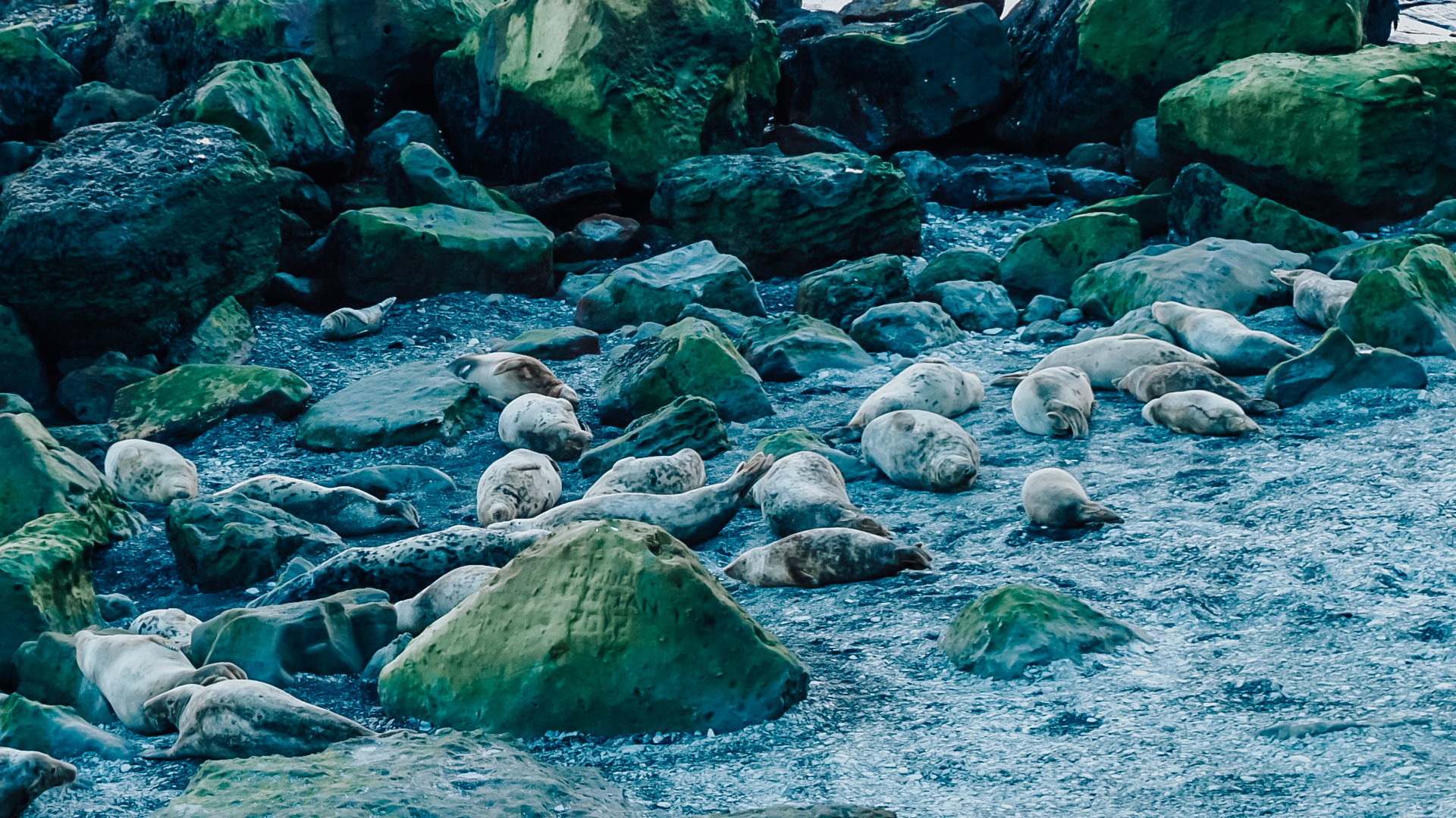Ravenscar Seal Colony