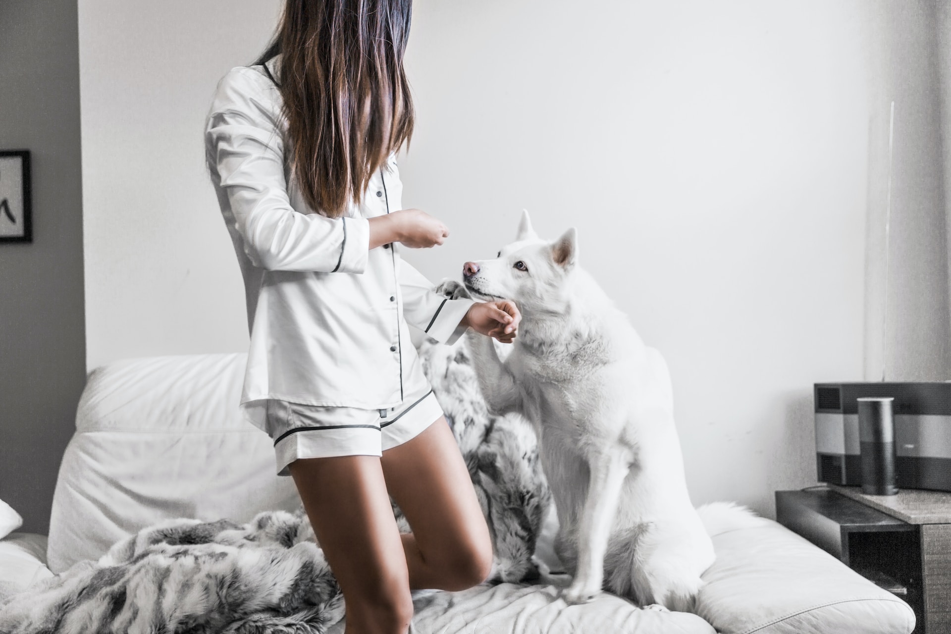 ABT Plus Advance Behavioural Dog Training