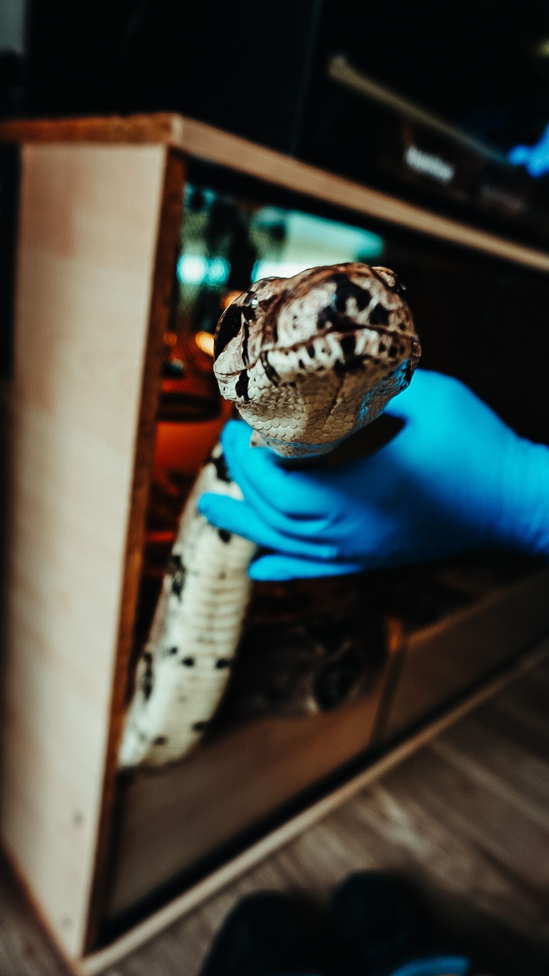Lilly's Reptile Rescue Boa Snake