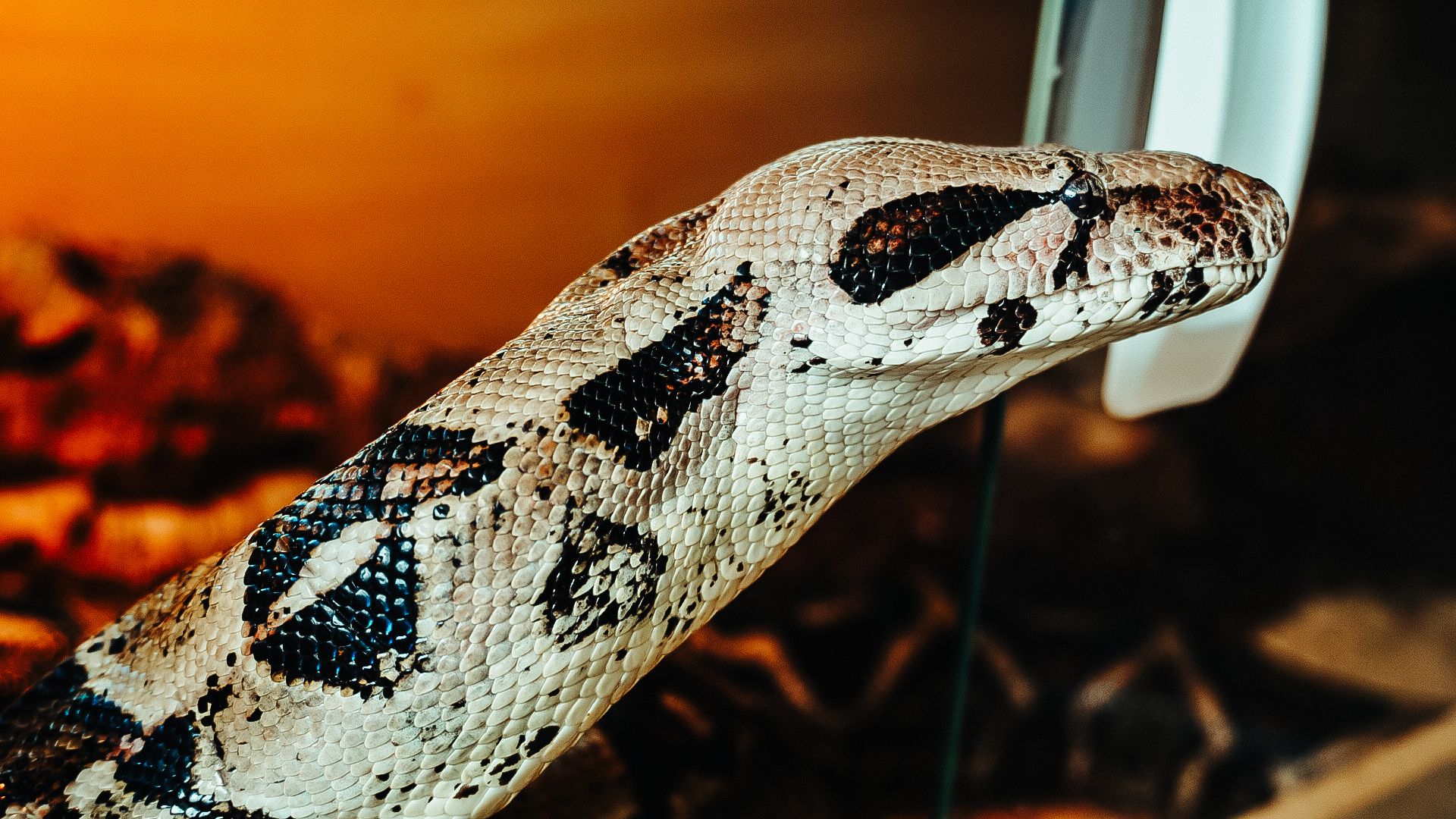 Lilly's Reptile Rescue Boa Snake