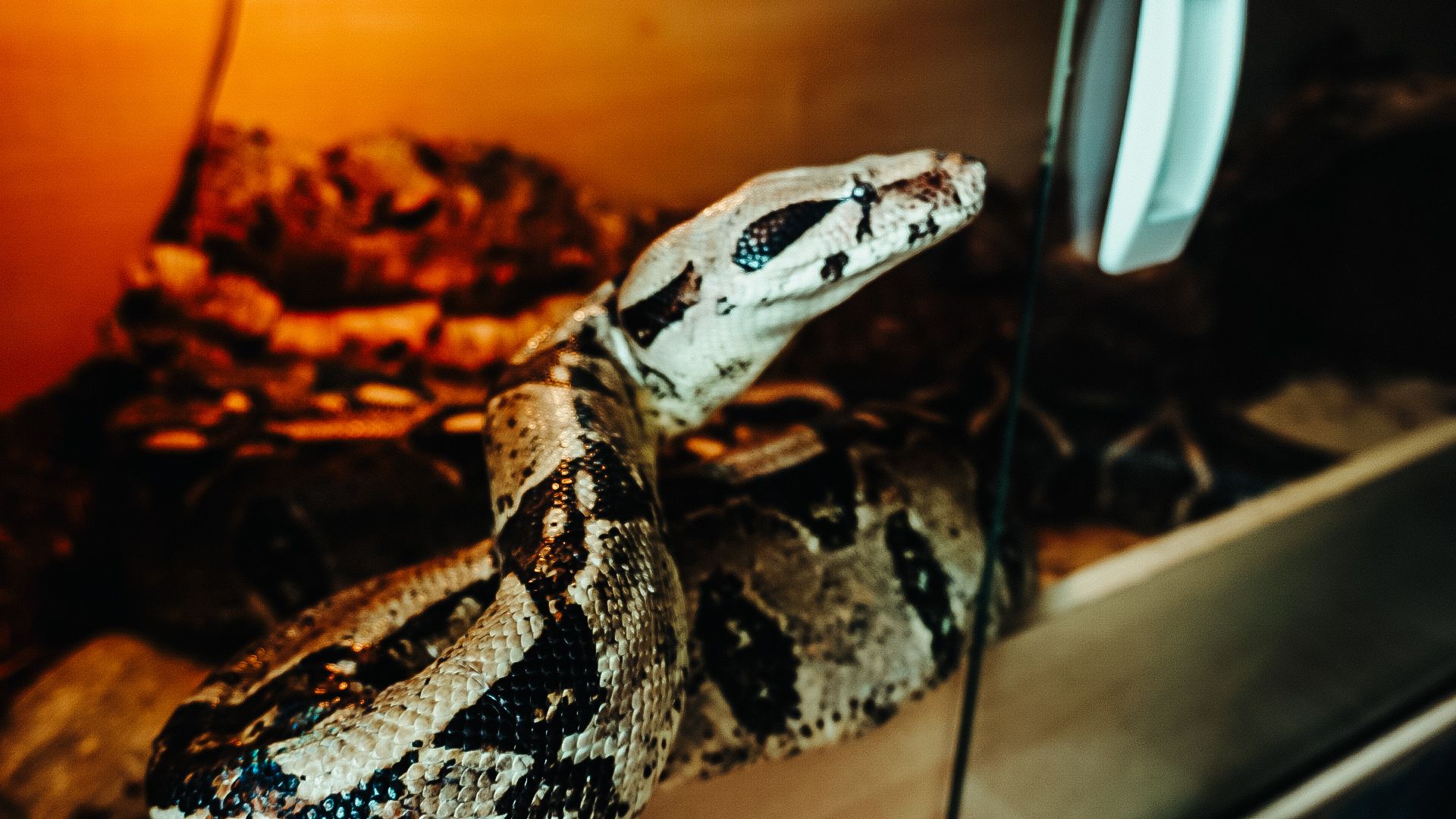 Lilly's Reptile Rescue Boa Snake