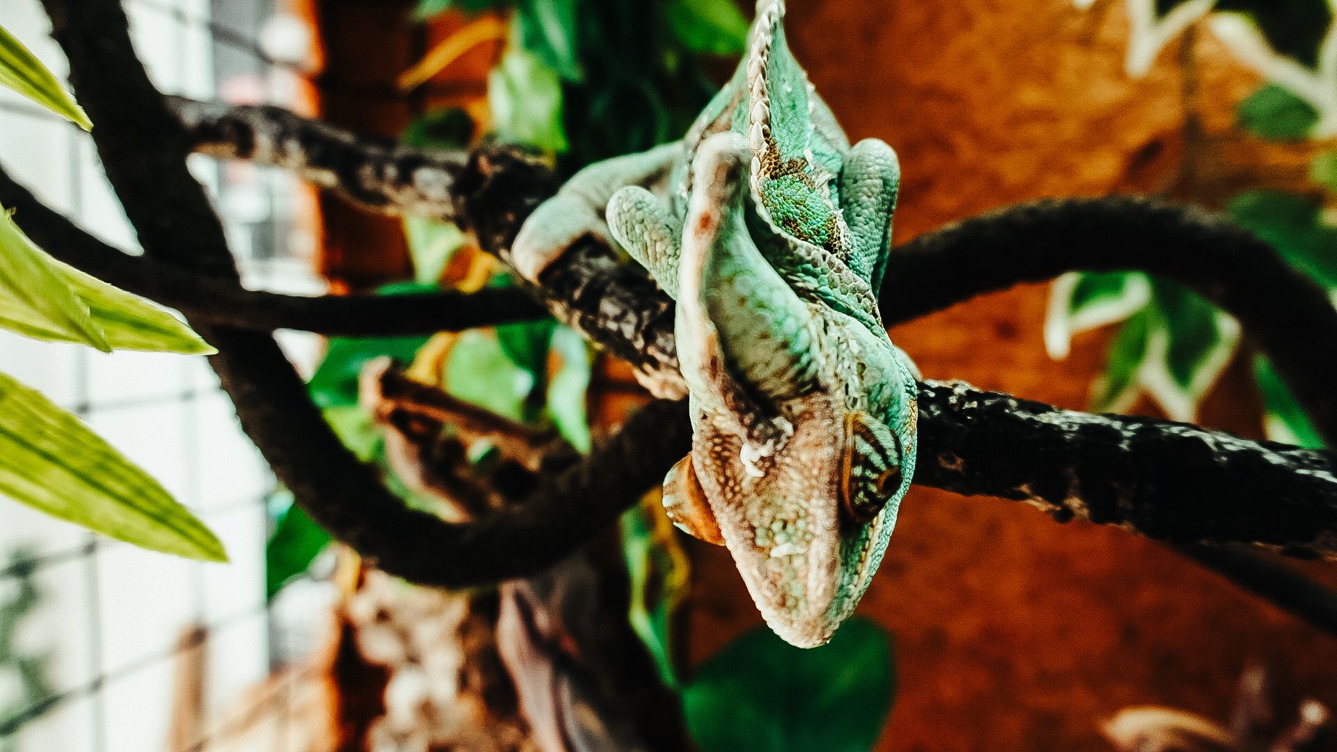 Lilly's Reptile Rescue Chameleon