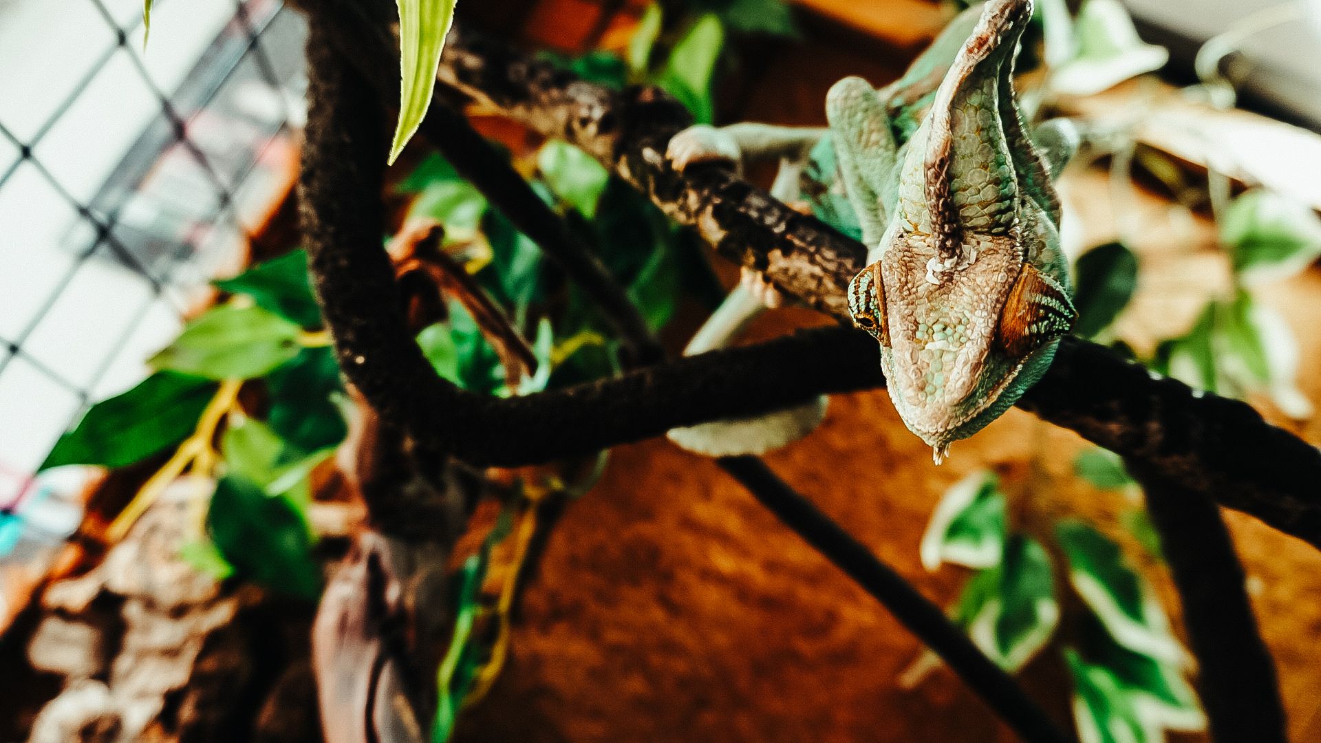 Lilly's Reptile Rescue Chameleon