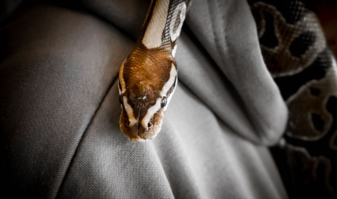 Lilly's Reptile Rescue Savour The Yorkshire Coast 2024