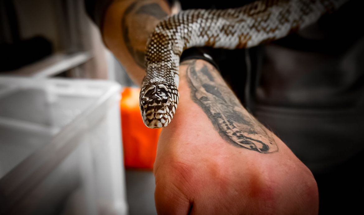 Lilly's Reptile Rescue Savour The Yorkshire Coast 2024