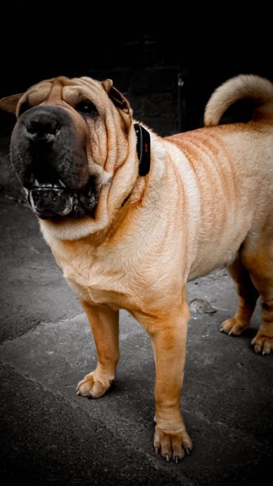 PAJ GPS Tracking System Pet Finder 4 G