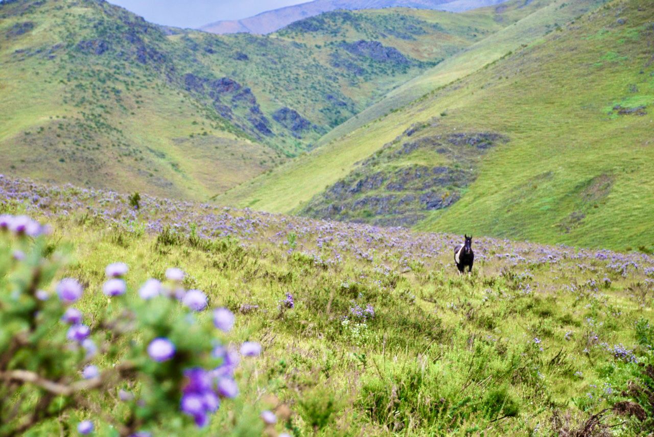 Rancho ´e Cuero Mendoza Andes Mountains