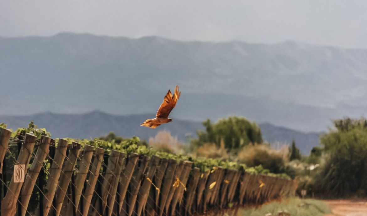 Penedo Borges Bodega Boutique Winery