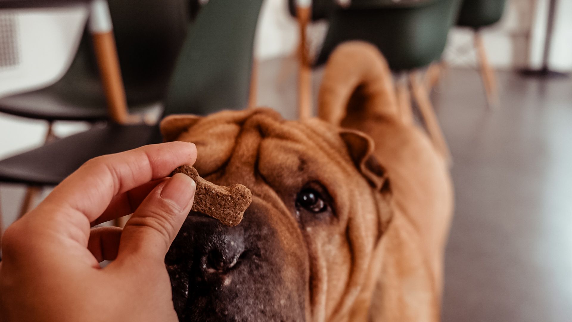 Plant Based Dog Treats