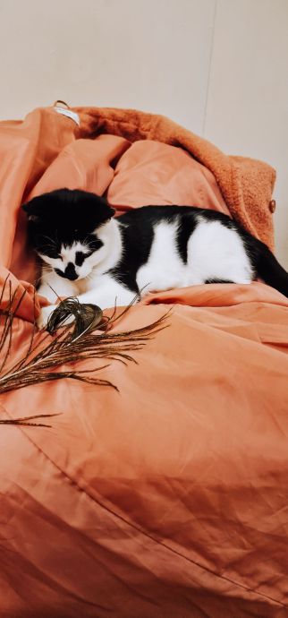 Cat Cafe Spots You Should Visit