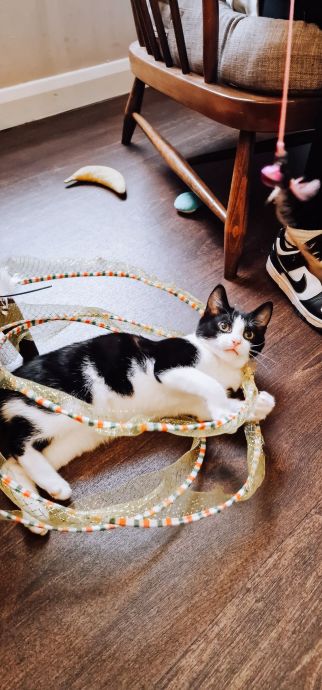 Cat Cafe Spots You Should Visit