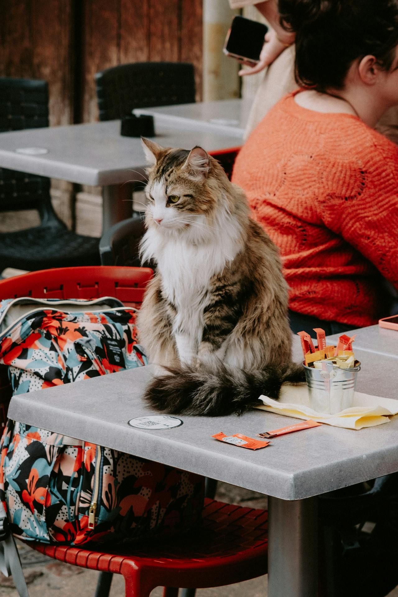 Cat Cafe Spots